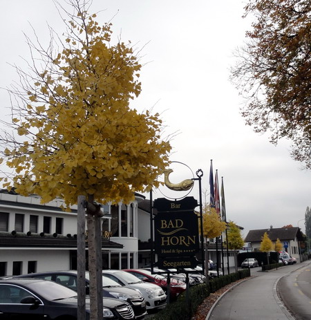 Ginkgo
