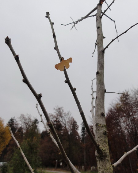 Ginkgo