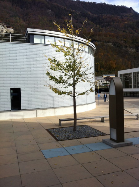 Ginkgo