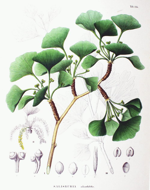 Ginkgo Bilboa