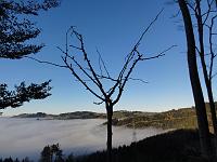  13. November - Samuels Ginkgo konnte heute die Sonne über dem Nebelmeer geniessen