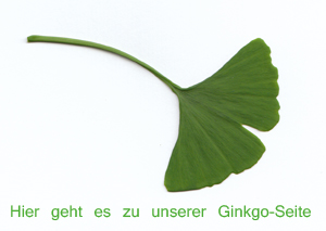 zur Ginkgoseite