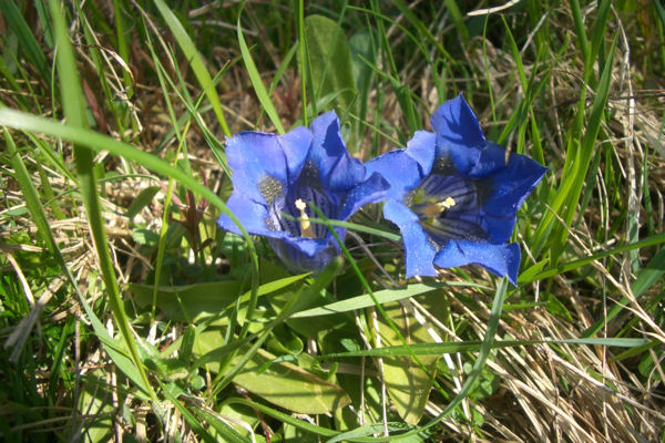 Enziane