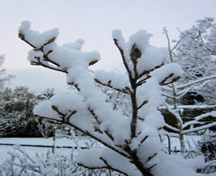 Snow