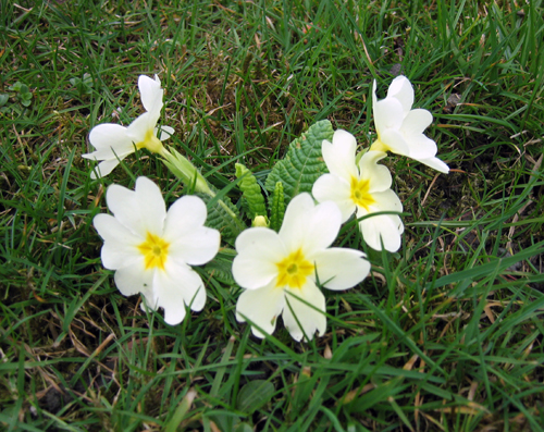 Frühling